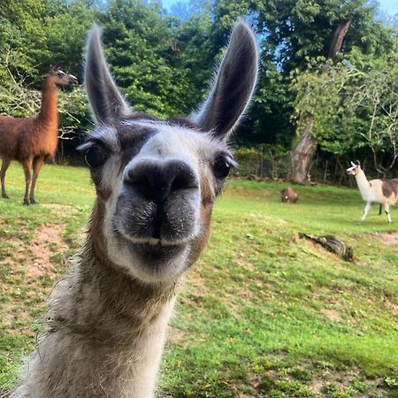 The Llama Farm France Saint-Cyr-Les-Champagnes Exteriör bild