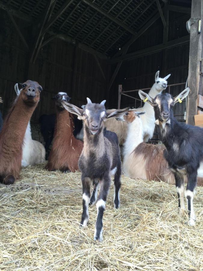 The Llama Farm France Saint-Cyr-Les-Champagnes Exteriör bild