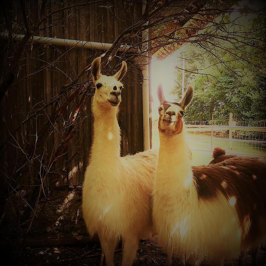 The Llama Farm France Saint-Cyr-Les-Champagnes Exteriör bild