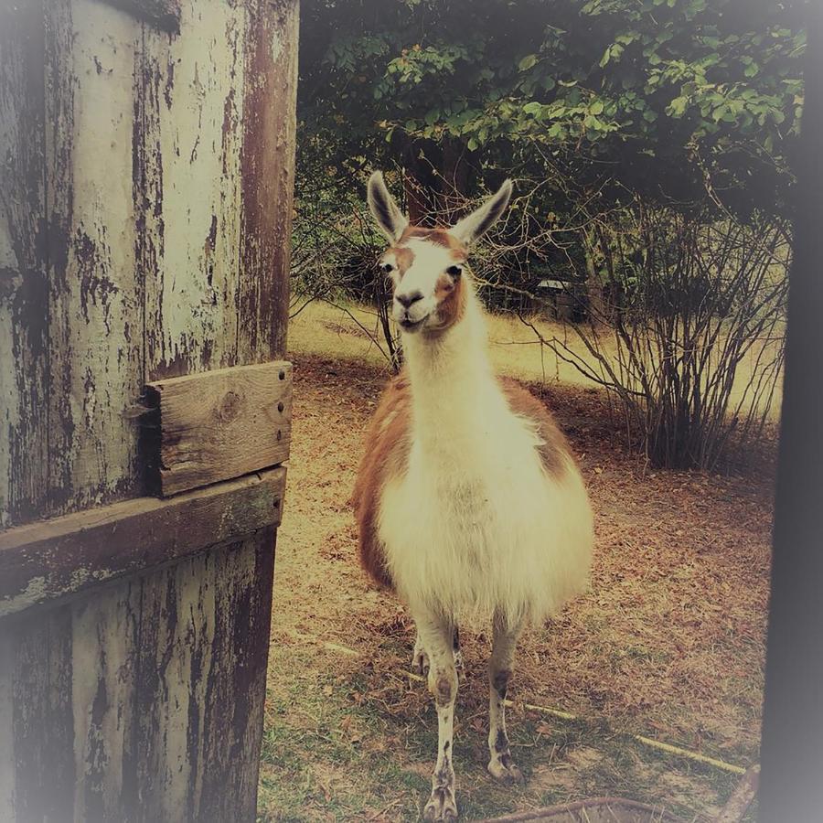 The Llama Farm France Saint-Cyr-Les-Champagnes Exteriör bild