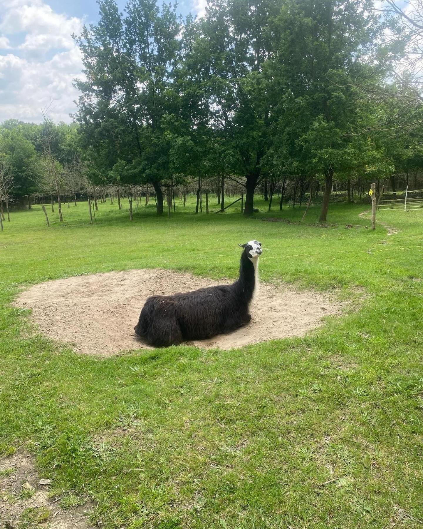 The Llama Farm France Saint-Cyr-Les-Champagnes Exteriör bild