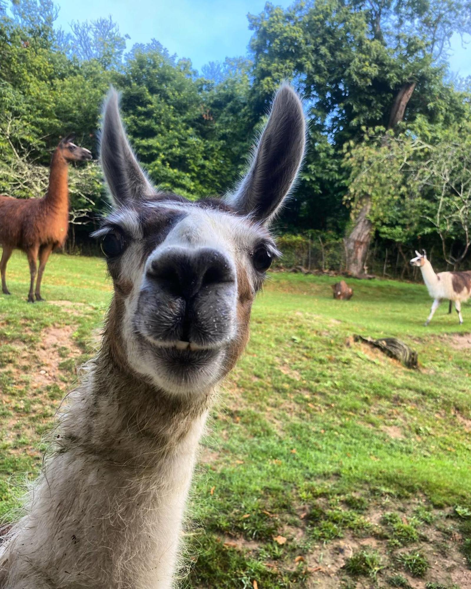 The Llama Farm France Saint-Cyr-Les-Champagnes Exteriör bild