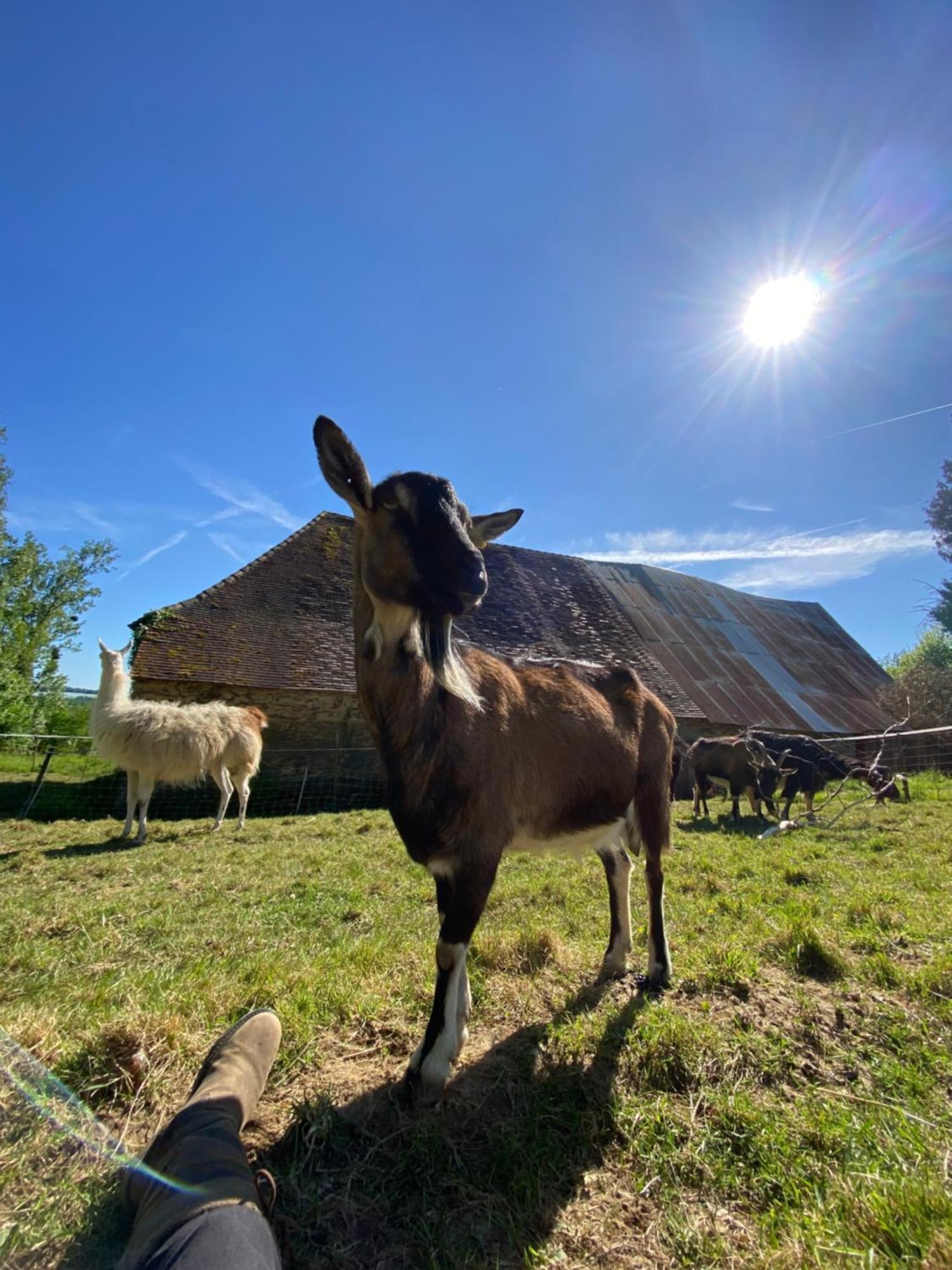 The Llama Farm France Saint-Cyr-Les-Champagnes Exteriör bild