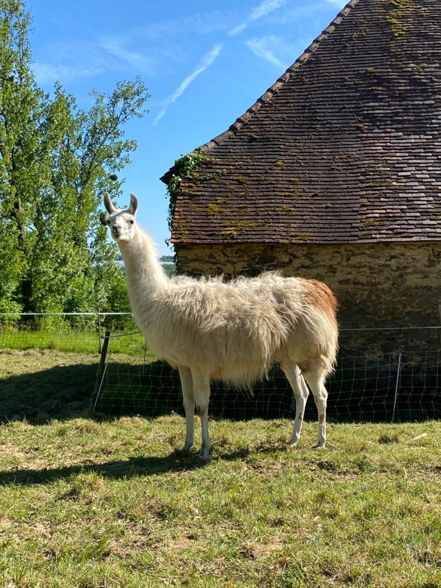 The Llama Farm France Saint-Cyr-Les-Champagnes Exteriör bild