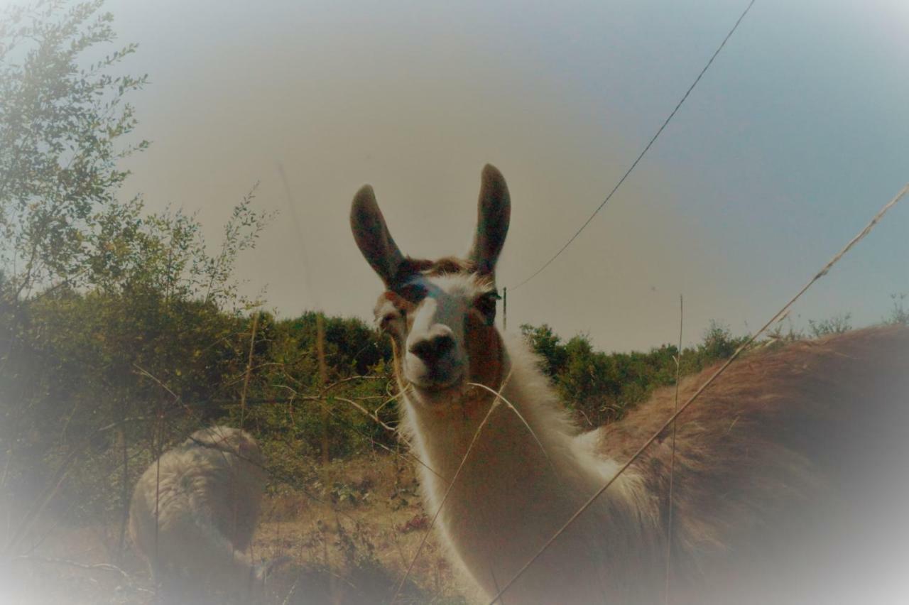 The Llama Farm France Saint-Cyr-Les-Champagnes Exteriör bild
