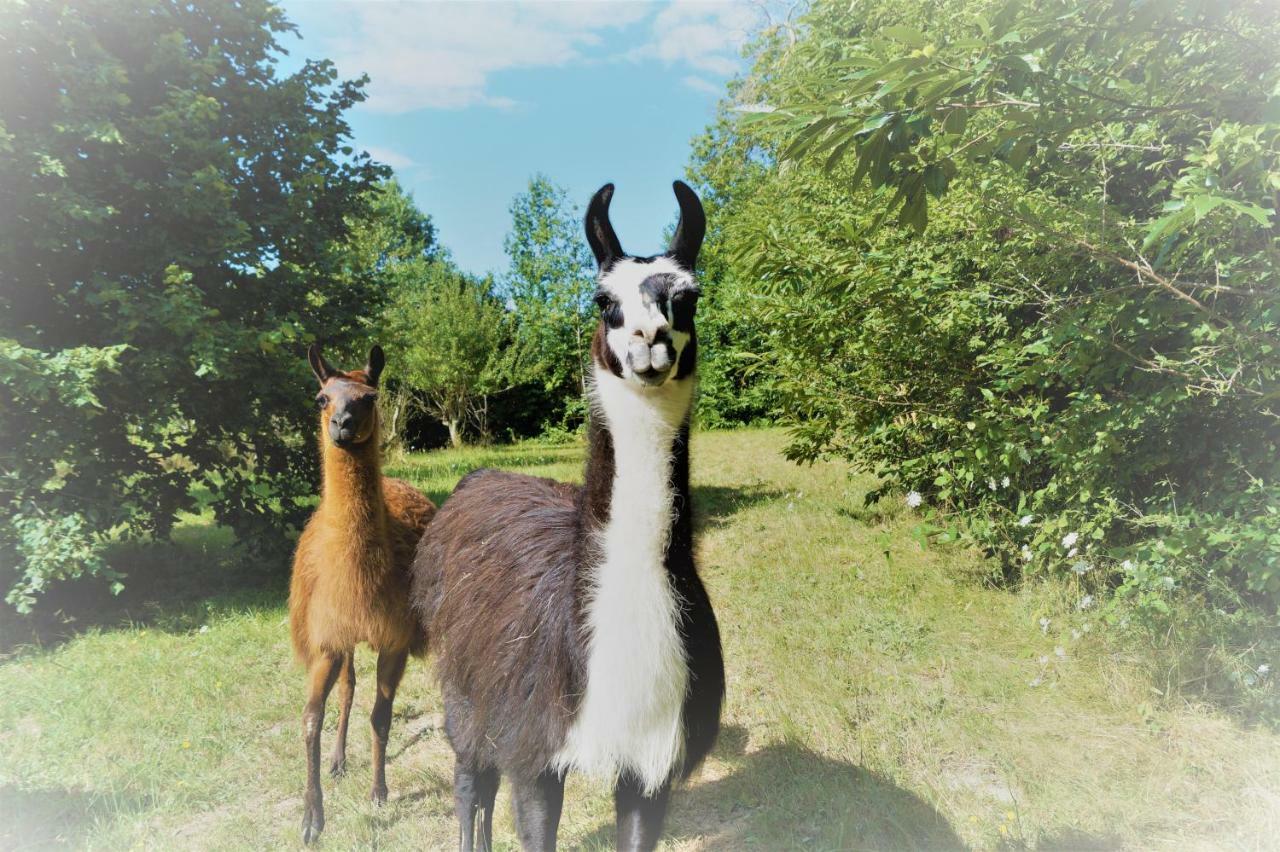 The Llama Farm France Saint-Cyr-Les-Champagnes Exteriör bild