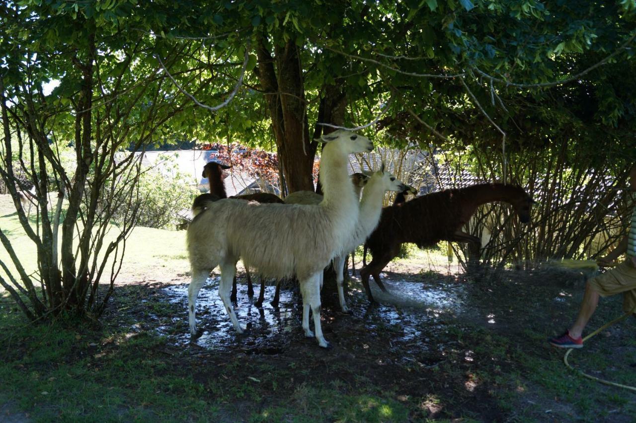 The Llama Farm France Saint-Cyr-Les-Champagnes Exteriör bild