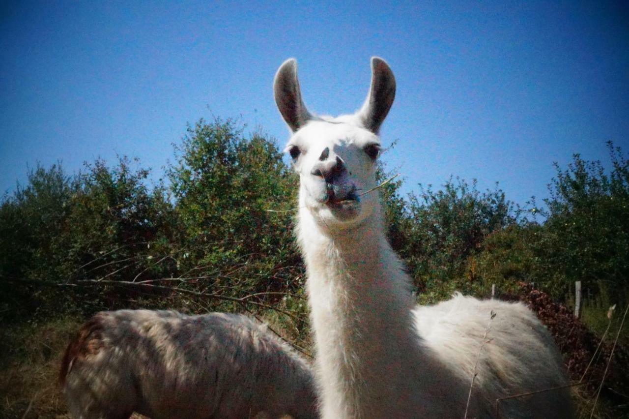 The Llama Farm France Saint-Cyr-Les-Champagnes Exteriör bild