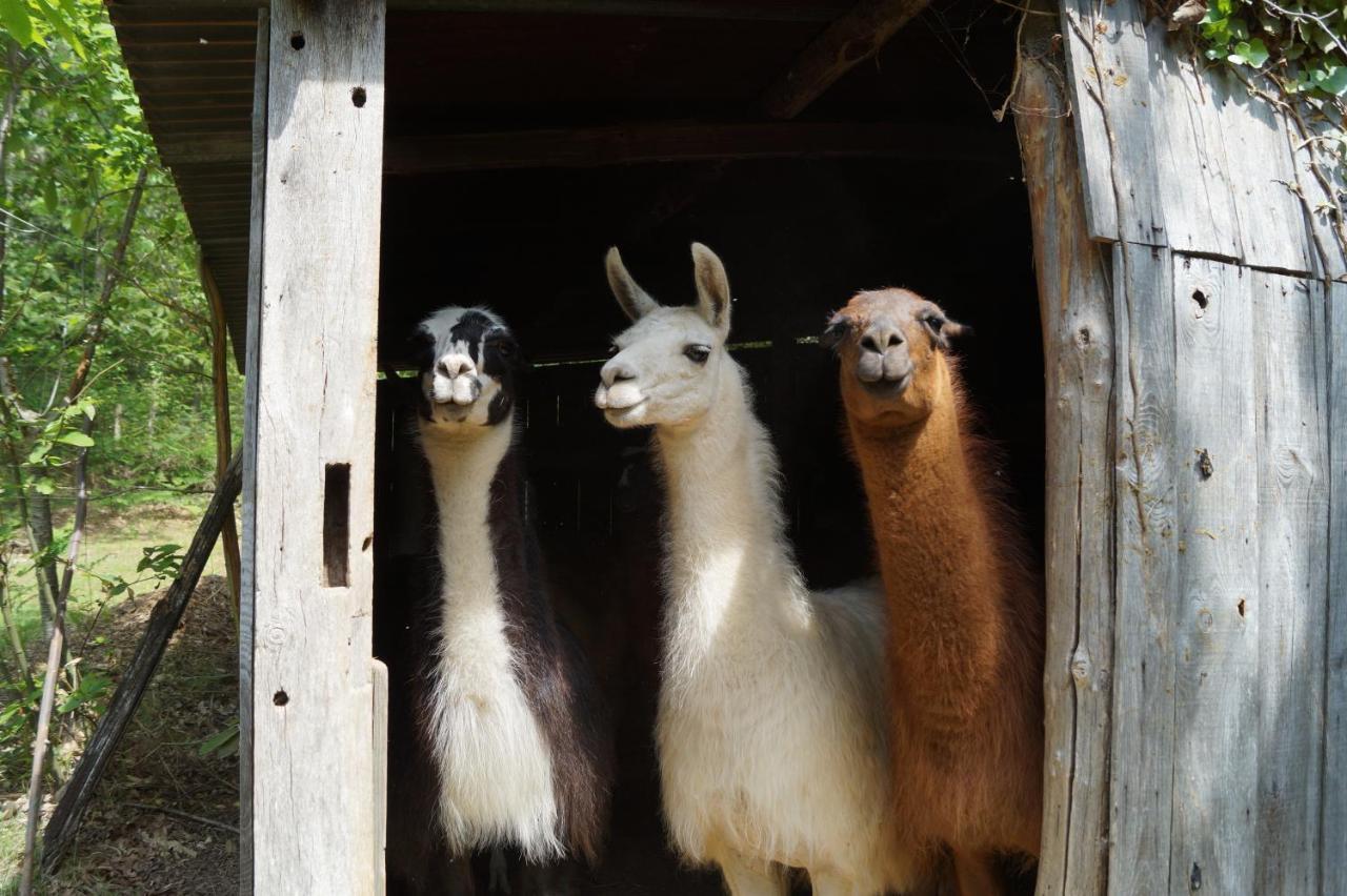 The Llama Farm France Saint-Cyr-Les-Champagnes Exteriör bild