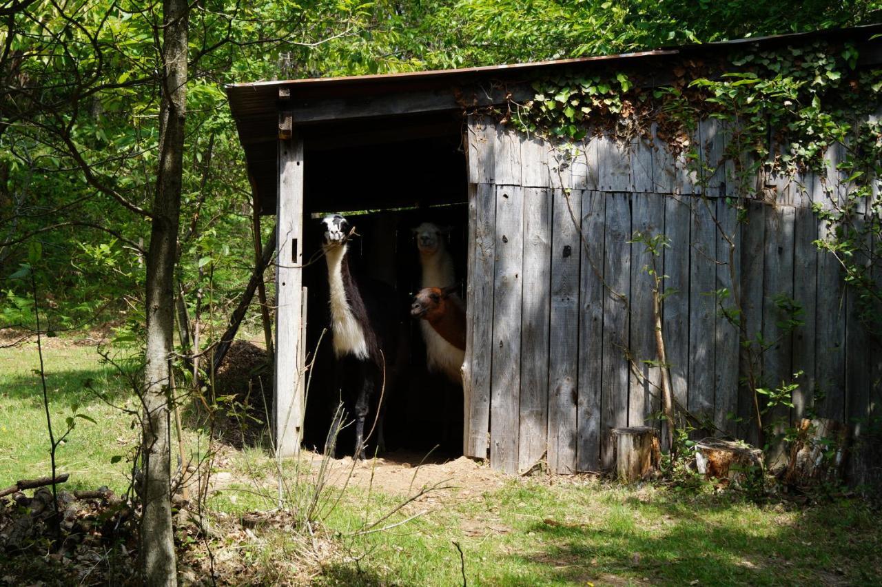 The Llama Farm France Saint-Cyr-Les-Champagnes Exteriör bild
